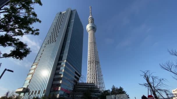 Pemandangan Pohon Langit Tokyo — Stok Video
