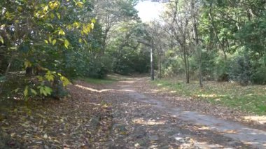 Kasai Rinkai Parkı, video klibi