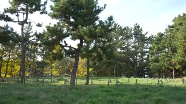 Kasai Rinkai Parkı, video klibi