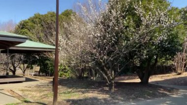 Kasai Rinkai Parkı, video klibi