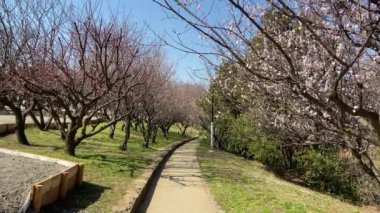 Kasai Rinkai Parkı, video klibi
