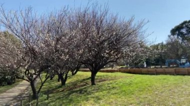 Kasai Rinkai Parkı, video klibi