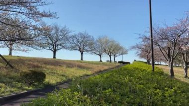 Japonya 'da kiraz çiçekleri, Tokyo