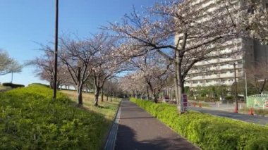 Japonya 'da kiraz çiçekleri, Tokyo