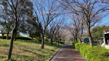 Japonya 'da kiraz çiçekleri, Tokyo