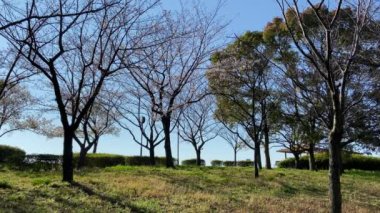 Japonya 'da kiraz çiçekleri, Tokyo