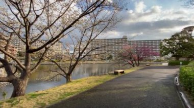 Japonya 'da kiraz çiçekleri, Tokyo