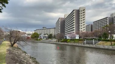 Japonya 'da kiraz çiçekleri, Tokyo