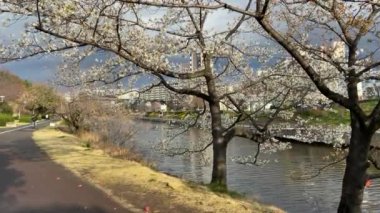 Japonya 'da kiraz çiçekleri, Tokyo