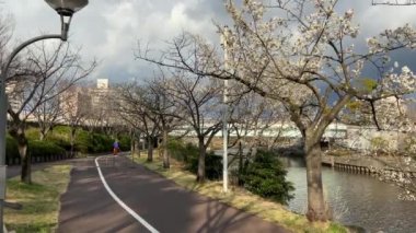 Japonya 'da kiraz çiçekleri, Tokyo