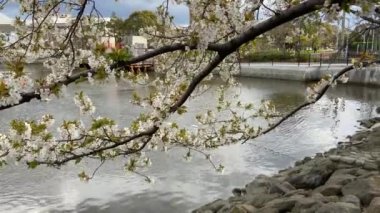 Japonya 'da kiraz çiçekleri, Tokyo