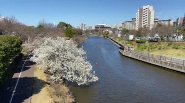 Japonya 'da kiraz çiçekleri, Tokyo
