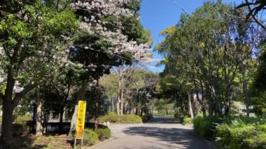 Japonya 'da kiraz çiçekleri, Tokyo