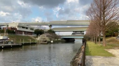 Japonya 'da kiraz çiçekleri, Tokyo