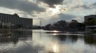 Japonya 'da kiraz çiçekleri, Tokyo