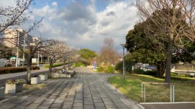 Japonya 'da kiraz çiçekleri, Tokyo