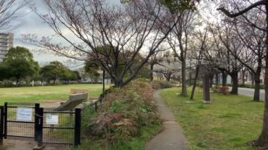 Japonya 'da kiraz çiçekleri, Tokyo