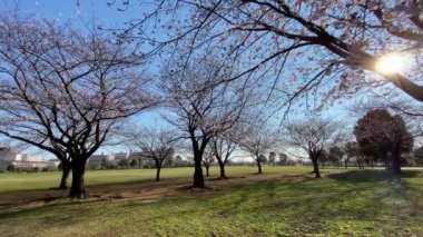 Japonya 'da kiraz çiçekleri, Tokyo
