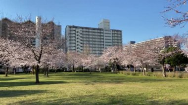 Japonya 'da kiraz çiçekleri, Tokyo