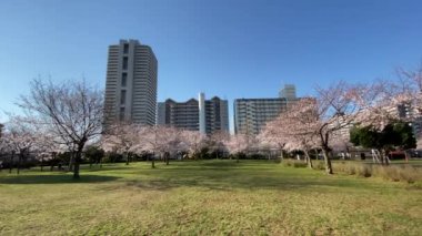 Japonya 'da kiraz çiçekleri, Tokyo