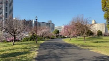 Japonya 'da kiraz çiçekleri, Tokyo