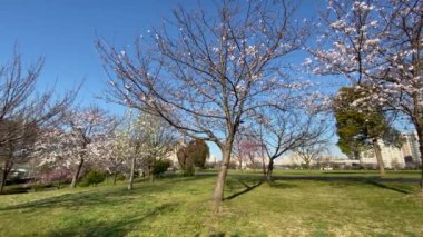 Japonya 'da kiraz çiçekleri, Tokyo