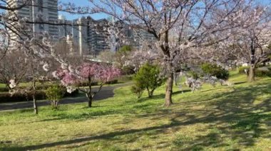 Japonya 'da kiraz çiçekleri, Tokyo