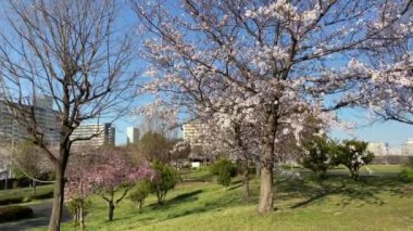 Japonya 'da kiraz çiçekleri, Tokyo