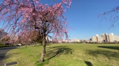 Japonya 'da kiraz çiçekleri, Tokyo