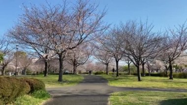 Japonya 'da kiraz çiçekleri, Tokyo