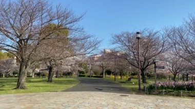 Japonya 'da kiraz çiçekleri, Tokyo