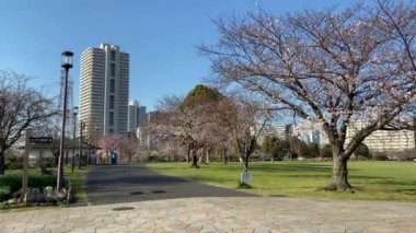 Japonya 'da kiraz çiçekleri, Tokyo