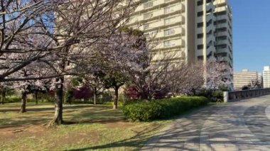 Japonya 'da kiraz çiçekleri, Tokyo