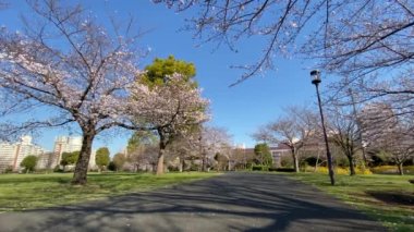 Japonya 'da kiraz çiçekleri, Tokyo