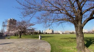 Japonya 'da kiraz çiçekleri, Tokyo