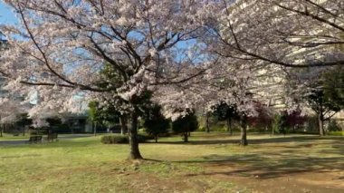 Japonya 'da kiraz çiçekleri, Tokyo