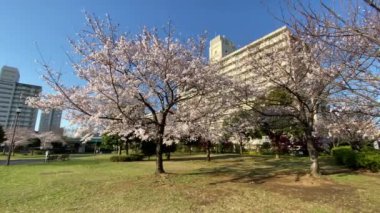 Japonya 'da kiraz çiçekleri, Tokyo