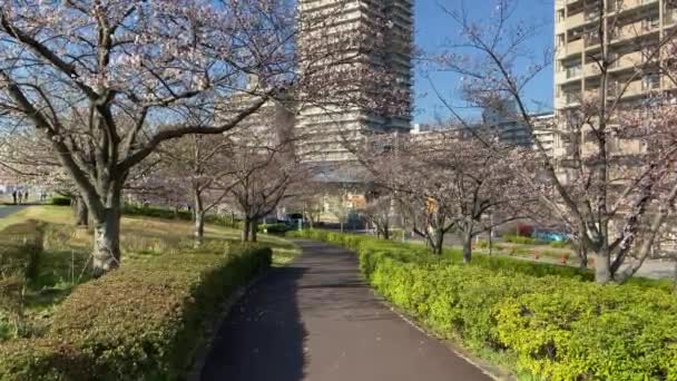 Flores Cerezo Japón Tokio — Vídeo de stock