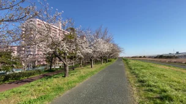 Kirschblüten Japan Tokio — Stockvideo