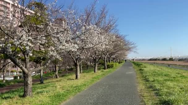 Kirschblüten Japan Tokio — Stockvideo