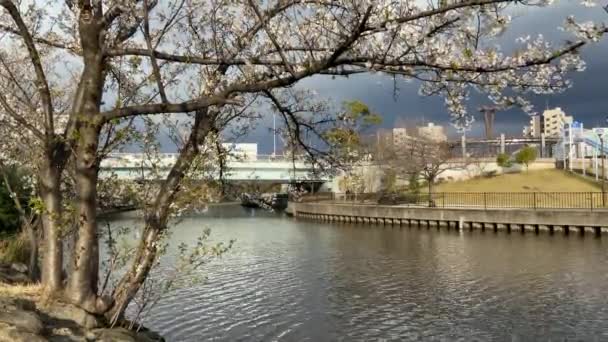 Cherry Blossoms Japan Tokyo — Stock Video