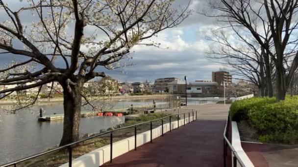 Flores Cereja Japão Tóquio — Vídeo de Stock