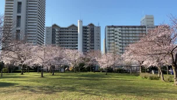Flores Cerezo Japón Tokio — Vídeo de stock