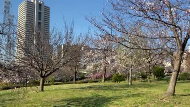 Kirschblüten Japan Tokio — Stockvideo