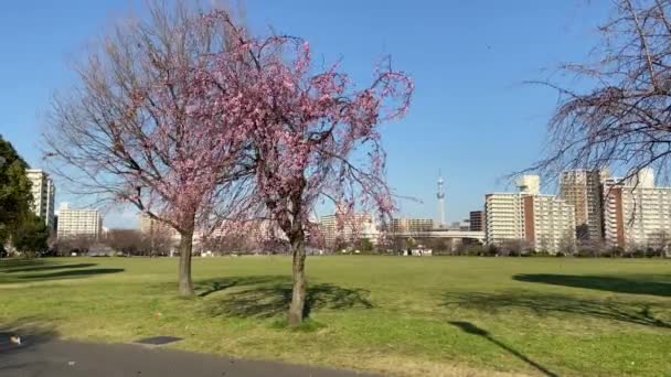 東京の桜 — ストック動画