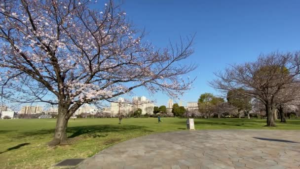Ανθισμένες Κερασιές Στην Ιαπωνία Τόκιο — Αρχείο Βίντεο