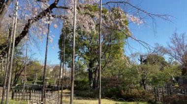 Japonya 'da kiraz çiçekleri, Tokyo