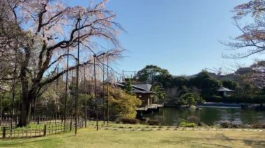 Japonya 'da kiraz çiçekleri, Tokyo