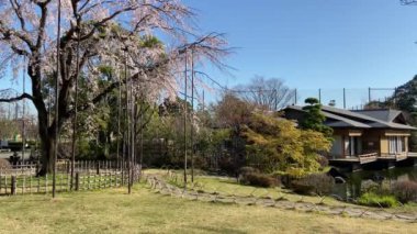 Japonya 'da kiraz çiçekleri, Tokyo