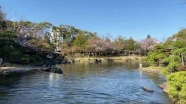 Japonya 'da kiraz çiçekleri, Tokyo